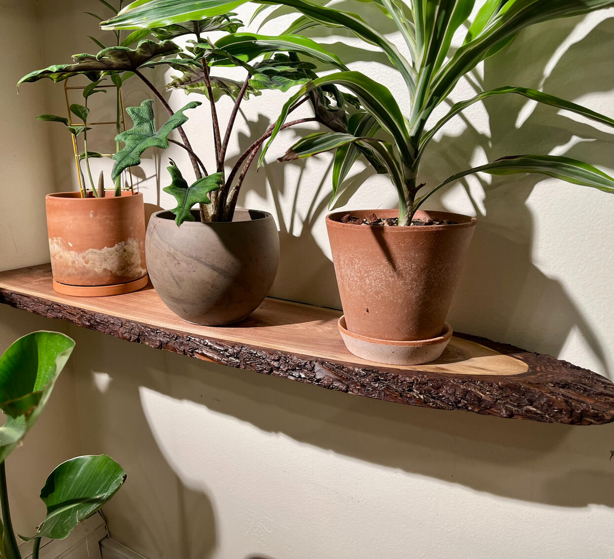Walnut shelf with bark Walnut shelf with bark