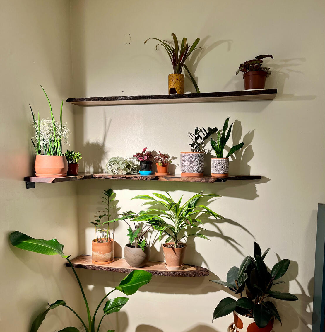 Walnut shelving Walnut shelving